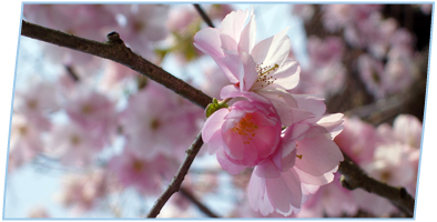 Abbildung: Kirschblüte